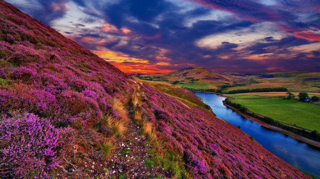 Valley of flowers2